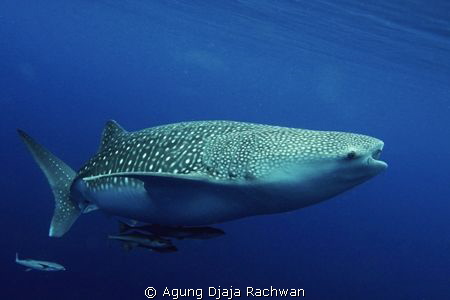 An elegant Whale Shark with its Remoras .. by Agung Djaja Rachwan 
