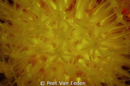 sun-burst soft coral by Peet Van Eeden 