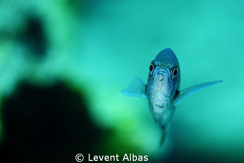 Damsel Fish by Levent Albas 