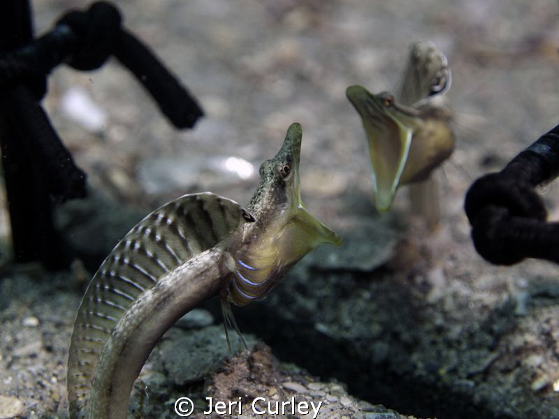 This pike blenny "admires" himself in the mirror. by Jeri Curley 