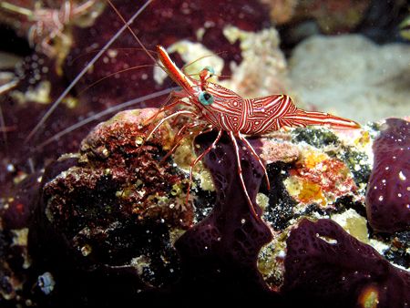 We saw hundreds of these shrimp under the coral heads Sol... by Stephen Juarez 