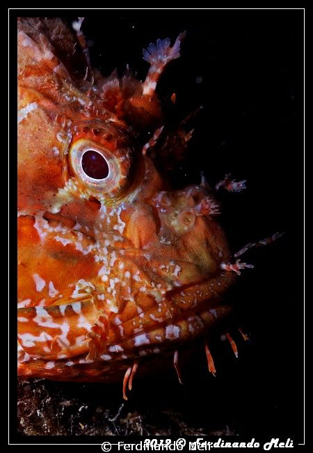 Scorpionfish's portrait by Ferdinando Meli 
