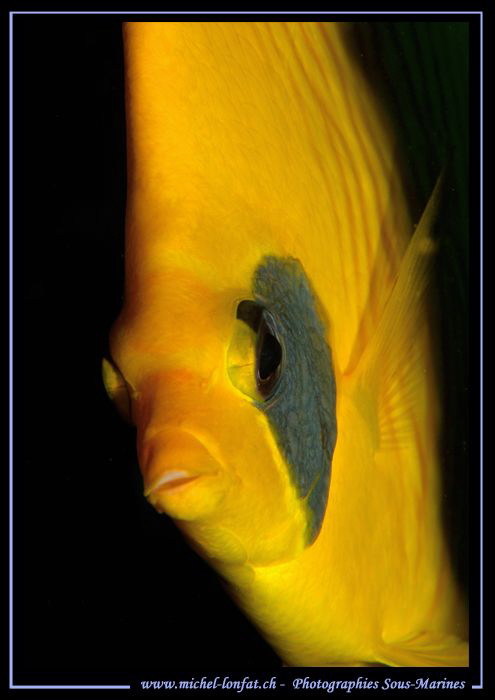 Close face to face with this yellow Butterfly fish... :O)... by Michel Lonfat 