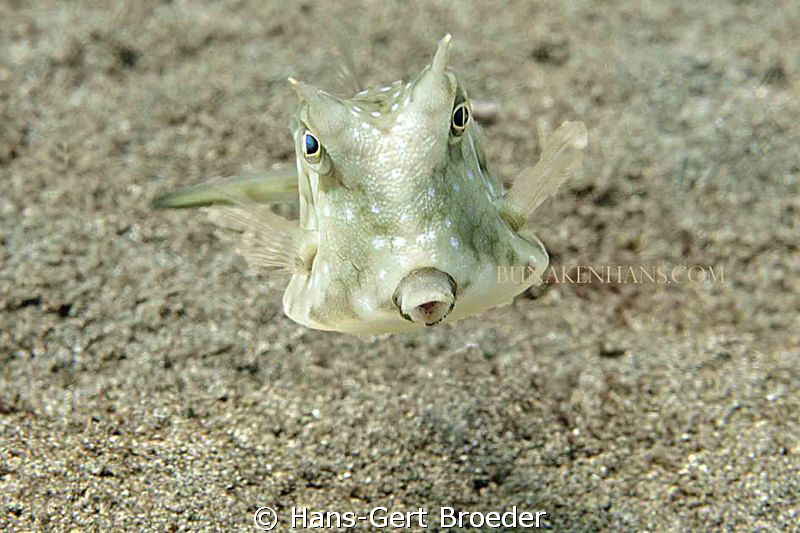 longhorn cowfish
What the hell are you looking at?
'Was... by Hans-Gert Broeder 