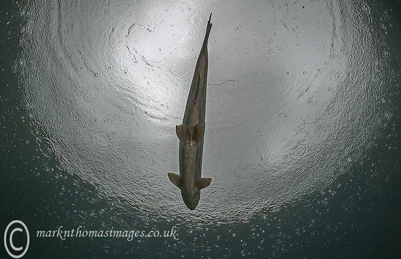 RAINbow Trout.
D3 15mm fisheye. by Mark Thomas 