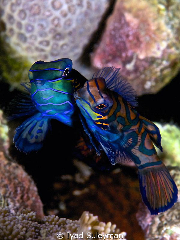 Mating of Mandarinfishes by Iyad Suleyman 