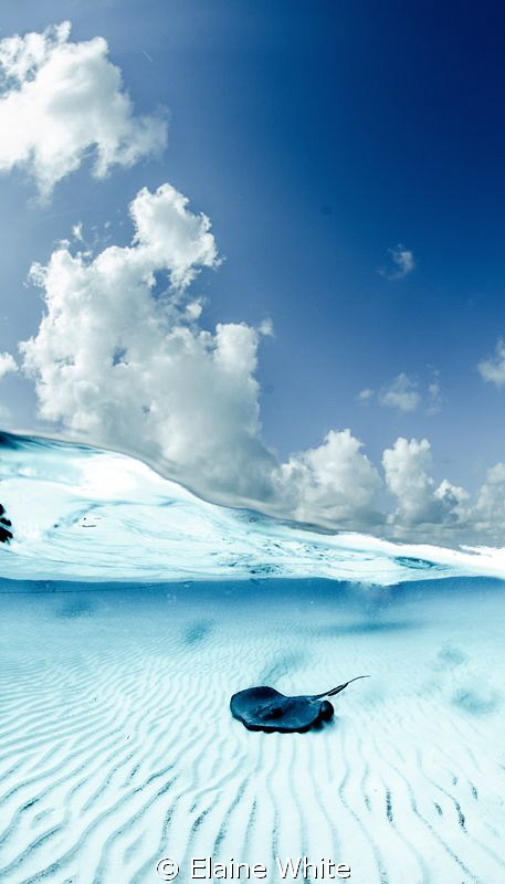 Blue Split, The Sandbar, Grand Cayman
Nikon D700, Tokina... by Elaine White 