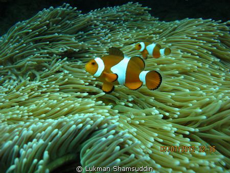 Finding Nemo
Camera Model : Canon PowerShot G12
F-stop ... by Lukman Shamsuddin 