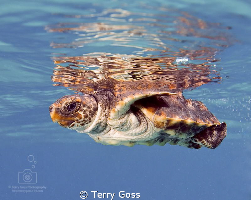 Baby turtle release! A baby loggerhead turtle (Caretta ca... by Terry Goss 
