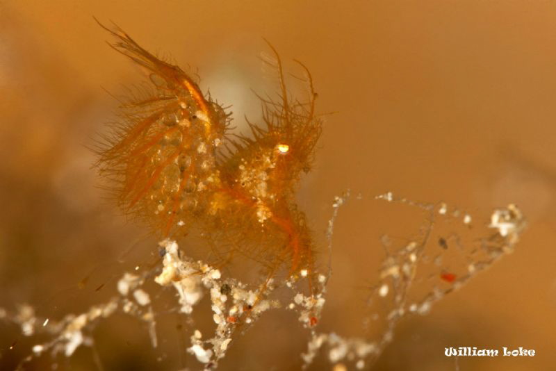 Hairy Shrimp (with eggs) by William Loke 