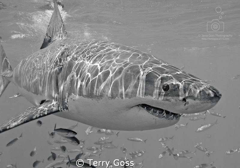 A young white shark (Carcharodon carcharias) frolics in t... by Terry Goss 