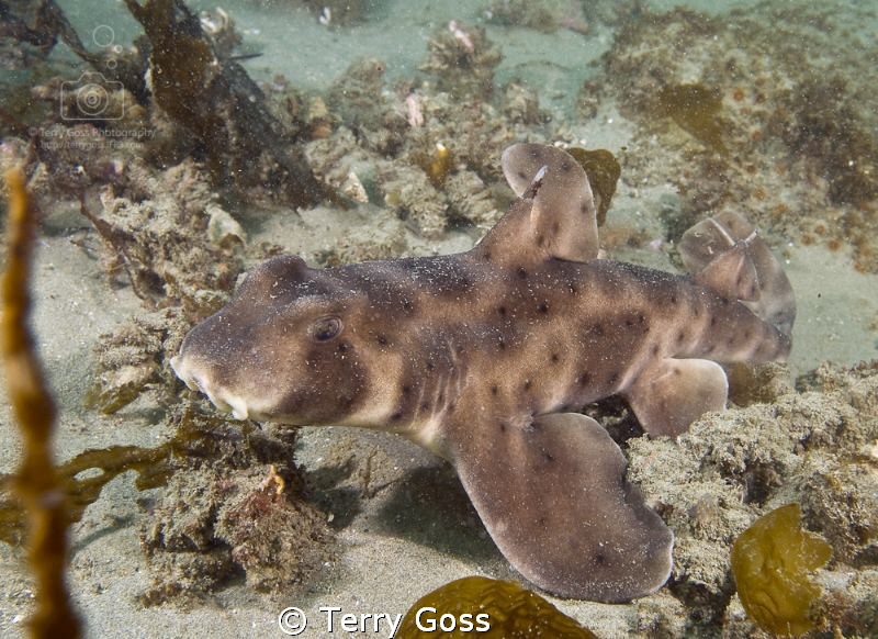 A great find in the Channel Islands, a horn shark (Hetero... by Terry Goss 