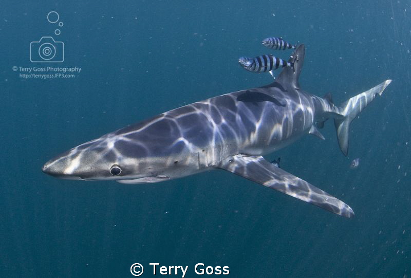 An inquisitive blue shark (Prionace glauca), off the coas... by Terry Goss 