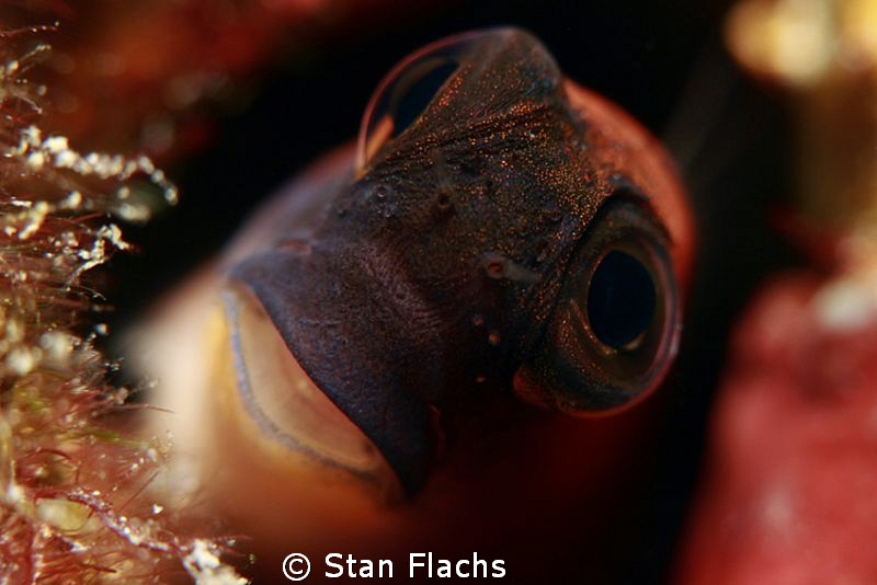 Blenny by Stan Flachs 