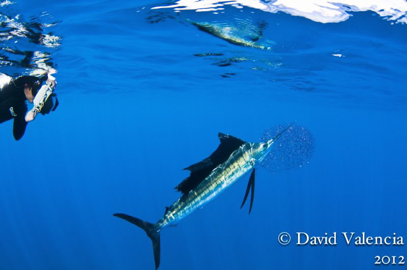 This diver and I watched numerous sailfish and even strip... by David Valencia 