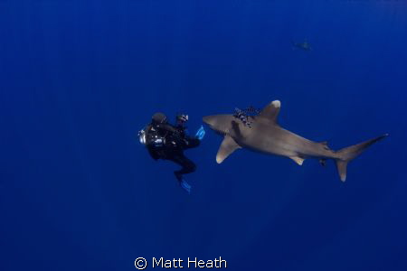 A lucky diver gets some one on one time with this oceanic... by Matt Heath 