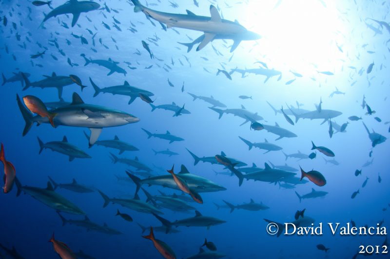 This school of silky sharks stuck around roca partida for... by David Valencia 