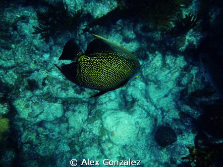 French Angel fish at Loe Key Reef in the Florida Keys by Alex Gonzalez 