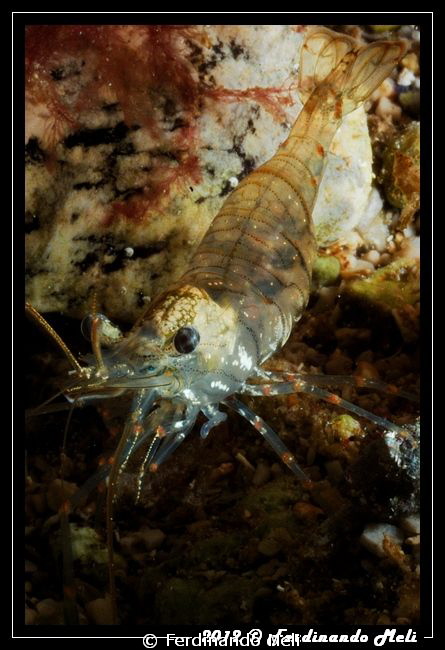 Transparent shrimp by Ferdinando Meli 