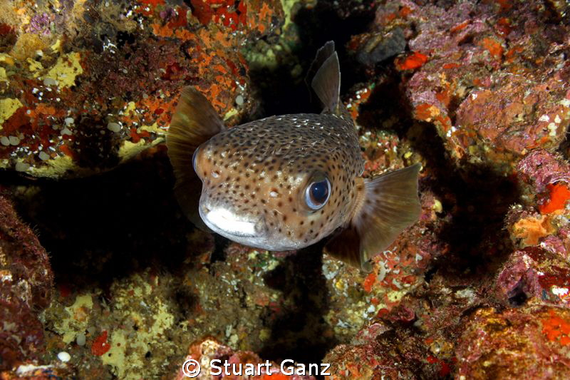 Puffer against the colorful Hawaiian reef.
 by Stuart Ganz 