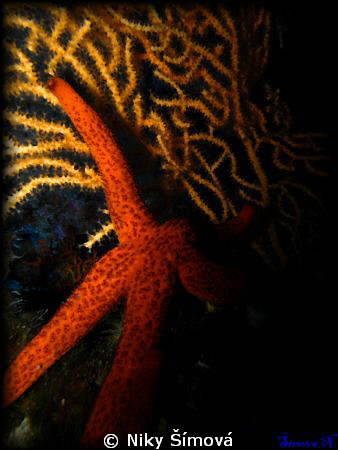 starfish by Niky Šímová 