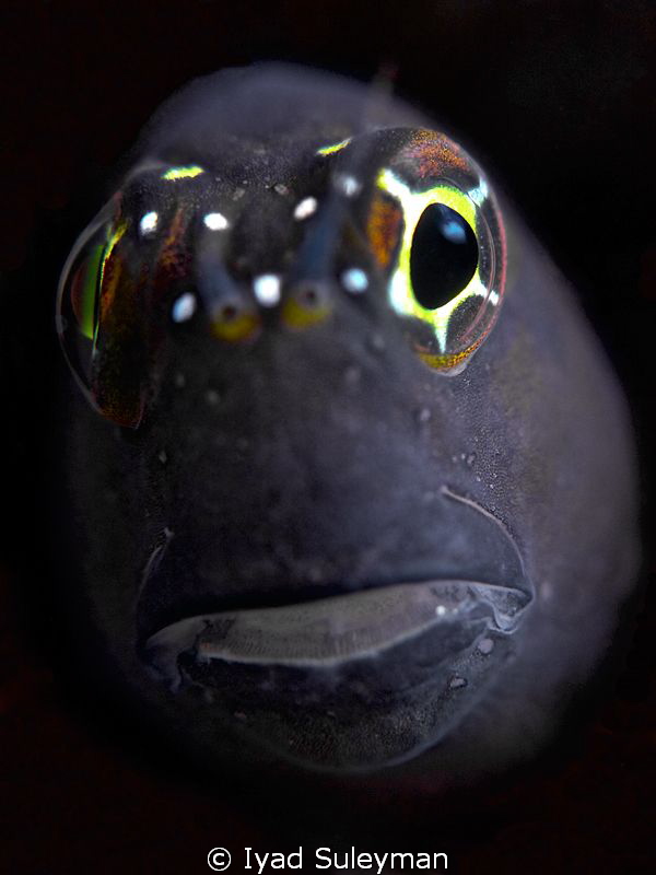 Blenny Poertrait 
Super-macro
(Result of experiment wit... by Iyad Suleyman 