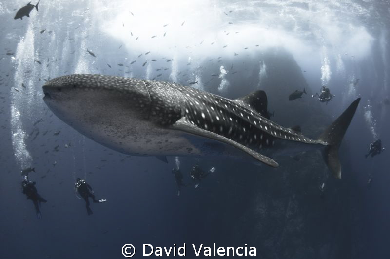 Whale shark swimming circles around roca partida, mex. by David Valencia 