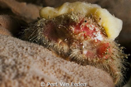 shaggy sponge crab with its 'cloak' by Peet Van Eeden 