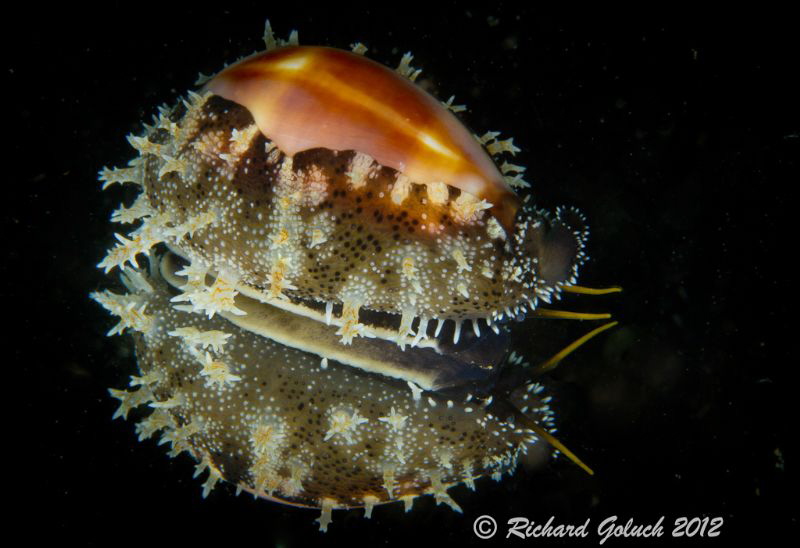 Onyx Cowrie -mirror reflection-Lembeh by Richard Goluch 