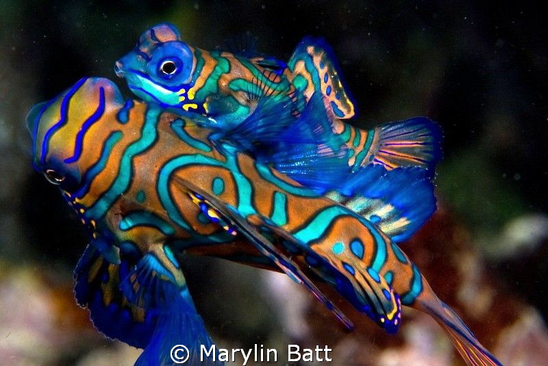 Mating Mandarin Fish by Marylin Batt 