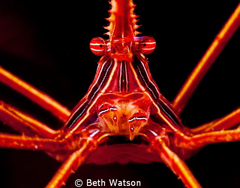 Arrow Crab...Bonaire, Antilles
Subsee +10 diopter
 by Beth Watson 
