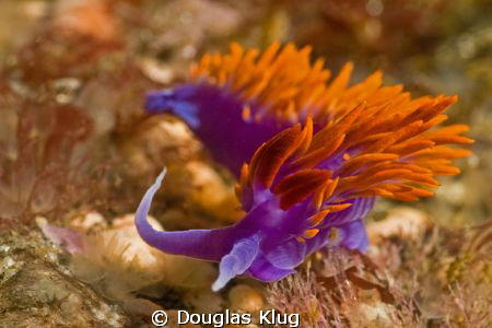 Glowing on the reef. A spanish shawl nudibranch, common i... by Douglas Klug 