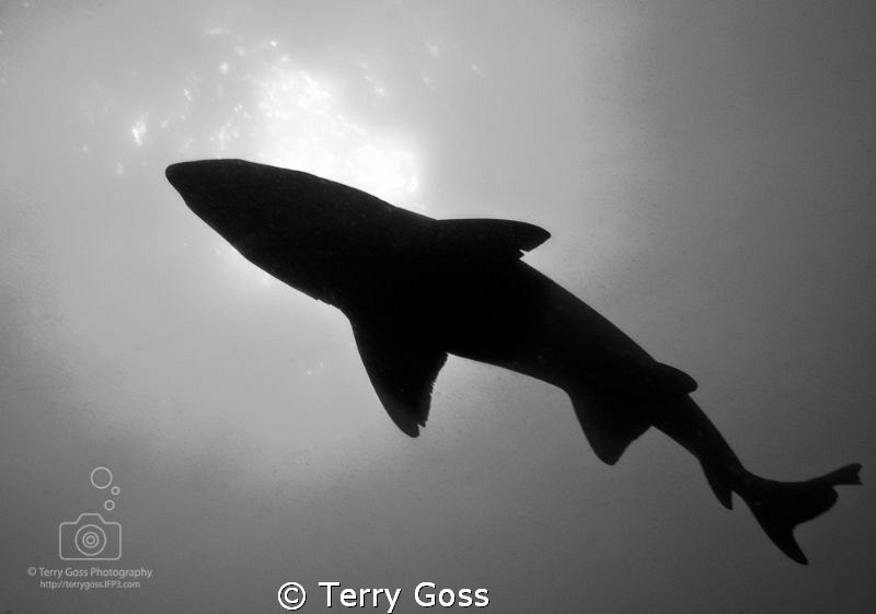 "Ghosts of the Old Gods" - the sand tiger sharks (Carchar... by Terry Goss 