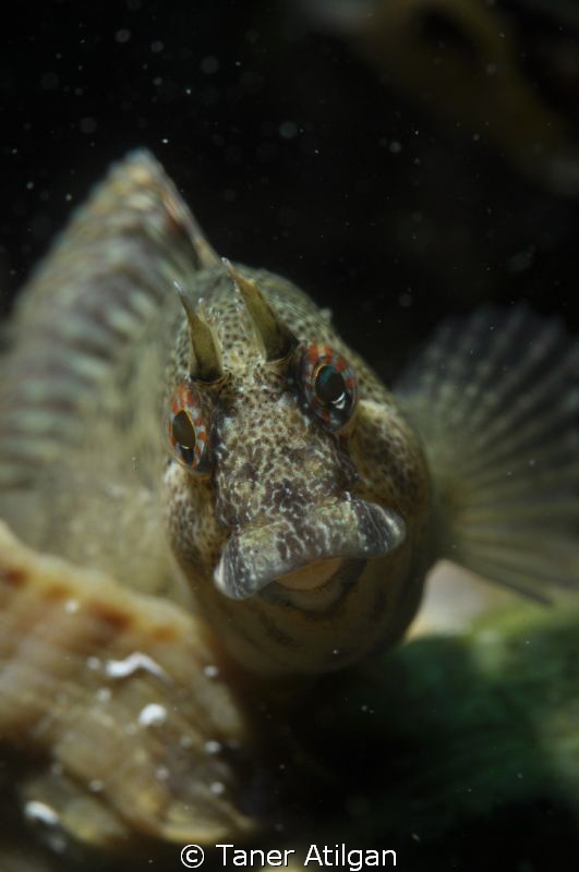 aggressive blenny in the shell by Taner Atilgan 