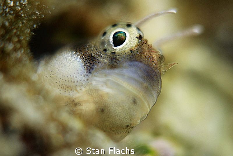 Another mini-blenny :-) by Stan Flachs 