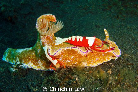 purple-edged ceratosoma with a pair of emperor shrimp@lem... by Chinchin Law 