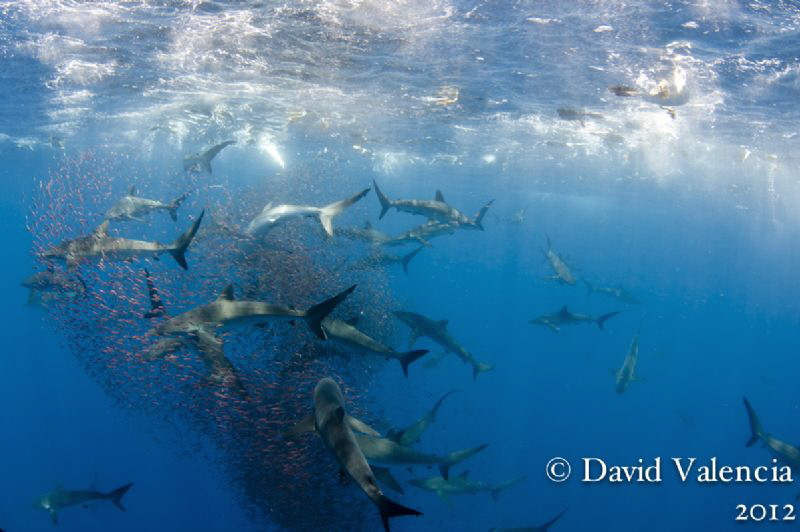 Baitball action with silky sharks and yellowfin tuna. by David Valencia 