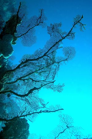 Shot on Osprey Reef, Great Barrier Reef in natural light ... by John Natoli 