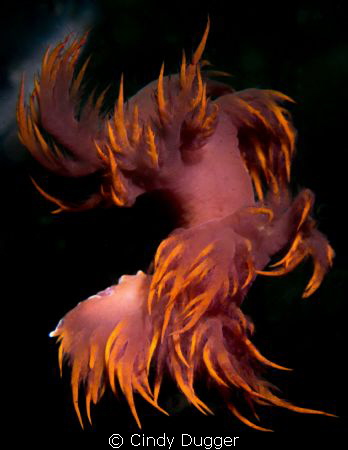 Dancing away...  A Dendronotus Iris swimming (fleeing) ab... by Cindy Dugger 