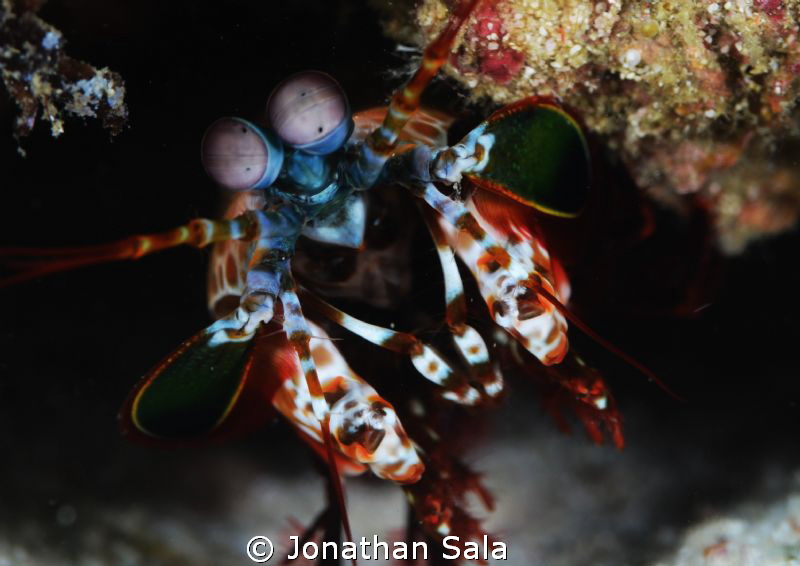 mantis shrimp by Jonathan Sala 
