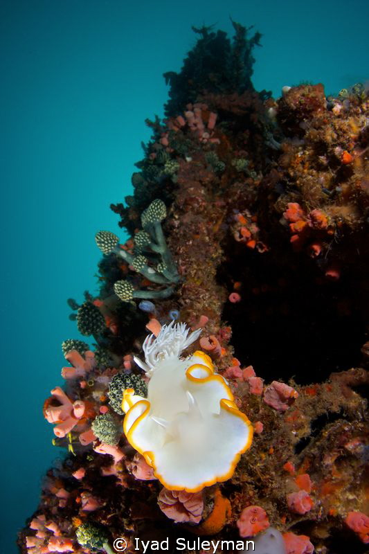 Nudibranch on the wreck,
taken with Tokina 10-17mm, x1.4... by Iyad Suleyman 