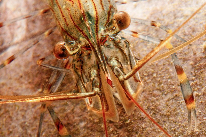 Rock pool shrimp.  105mm with +3 diopter by Paul Colley 