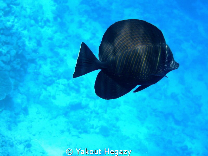 Sailfin surgeonfish by Yakout Hegazy 