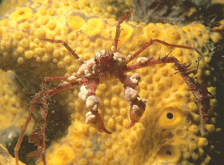 Decorator crab on boring sponge.
Menai Straits, N. Wales... by Mark Thomas 