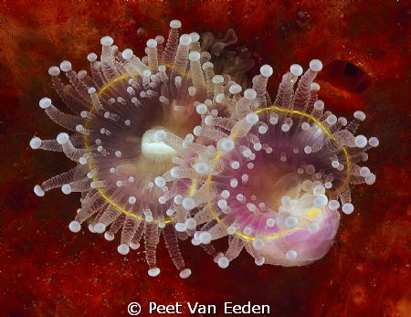 Strawberry sea anemone by Peet Van Eeden 