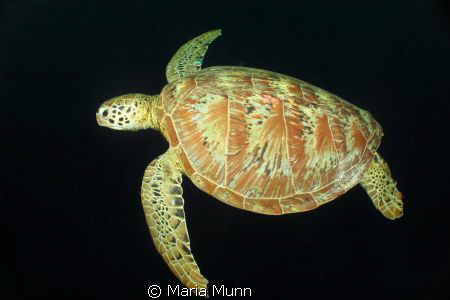 Turtle at Sipidan Island, Malaysia.  My housing got stuck... by Maria Munn 