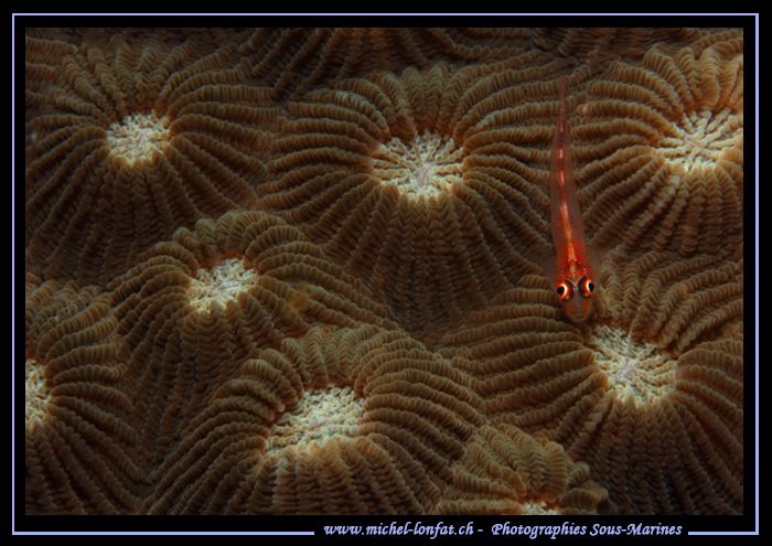 Little red Goby on a coral in Lembeh Strait. by Michel Lonfat 
