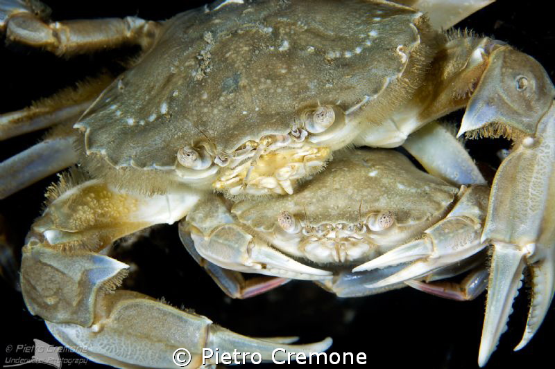 Mating crabs by Pietro Cremone 