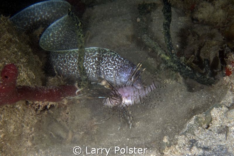 Moray helping us clean out the lionfish in the Caribbean by Larry Polster 