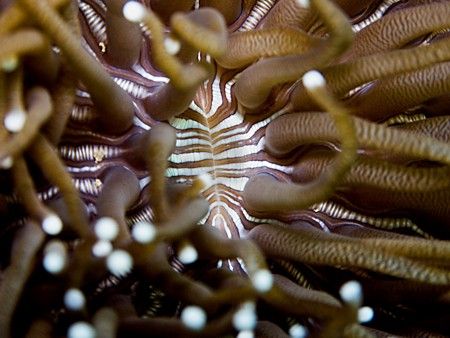Underwater tiger stripes. Solitary Coral. Planet Rock. Ma... by Jan Messersmith 